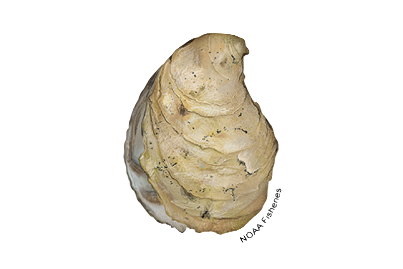 Shellfish